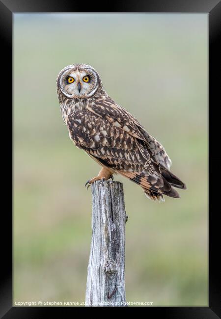 Short-eared owl (Asio flammeus) Framed Print by Stephen Rennie