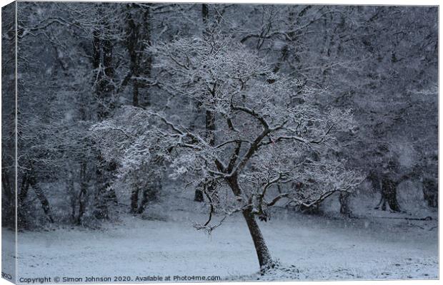 Tree in snow Canvas Print by Simon Johnson