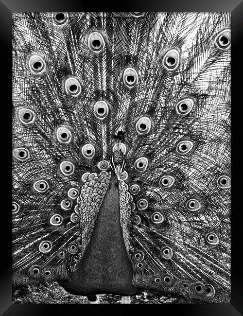 Peacock in Black and White Framed Print by Steven Ralser