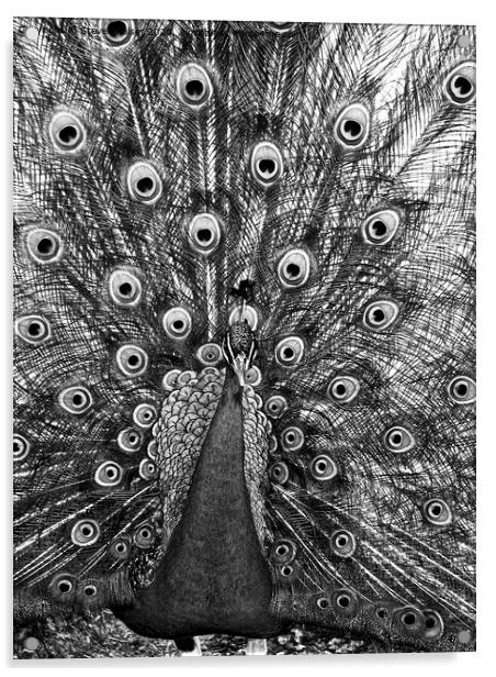 Peacock in Black and White Acrylic by Steven Ralser