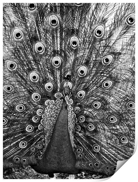 Peacock in Black and White Print by Steven Ralser