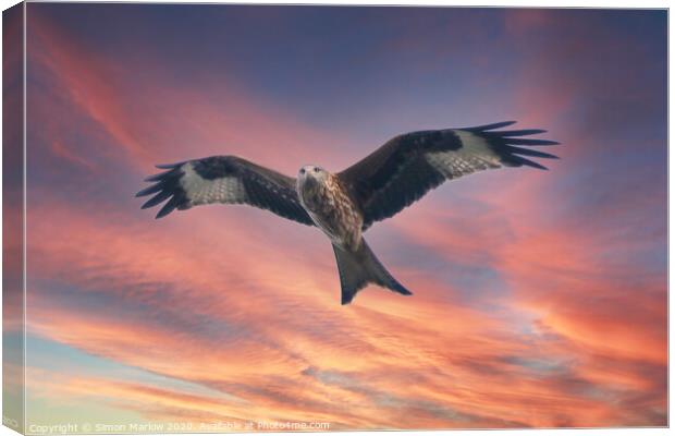 Red Kite in Shropshire against a sunset sky Canvas Print by Simon Marlow