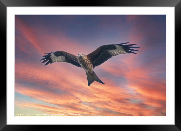Red Kite in Shropshire against a sunset sky Framed Mounted Print by Simon Marlow