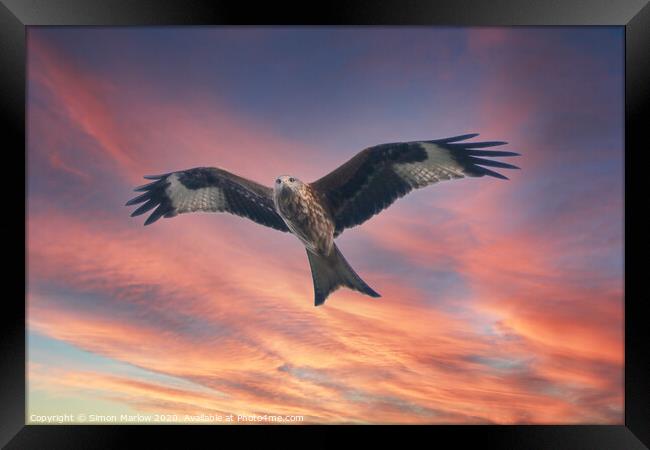 Red Kite in Shropshire against a sunset sky Framed Print by Simon Marlow
