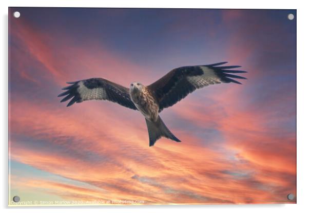 Red Kite in Shropshire against a sunset sky Acrylic by Simon Marlow
