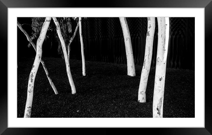 Gum Trees - Canberra - Australia Framed Mounted Print by Steven Ralser