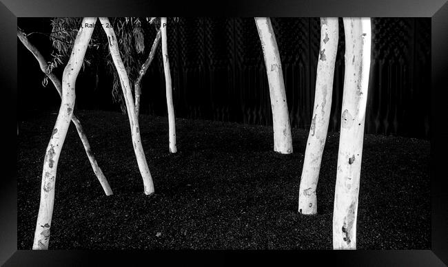 Gum Trees - Canberra - Australia Framed Print by Steven Ralser