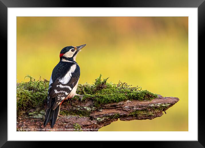 Great spotted woodpecker  Framed Mounted Print by Thomas Herzog