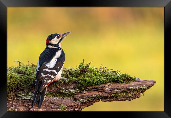 Great spotted woodpecker  Framed Print by Thomas Herzog