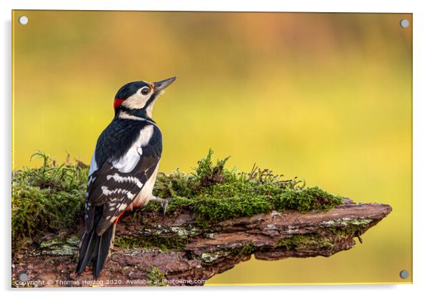 Great spotted woodpecker  Acrylic by Thomas Herzog