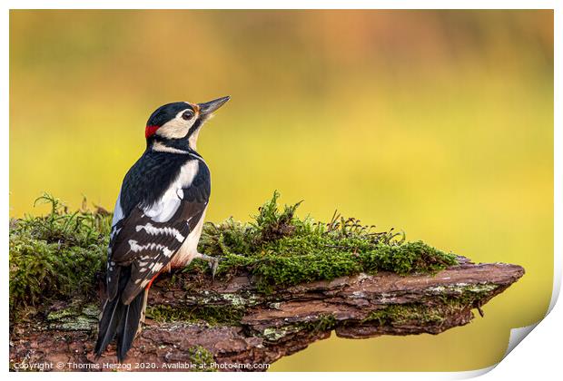 Great spotted woodpecker  Print by Thomas Herzog