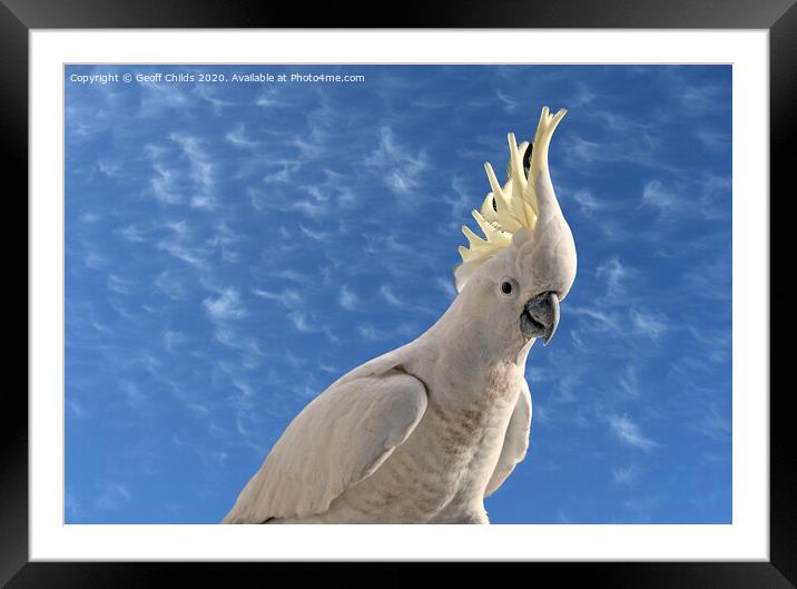 Australian Sulphur Crested Cockatoo close-up  Framed Mounted Print by Geoff Childs