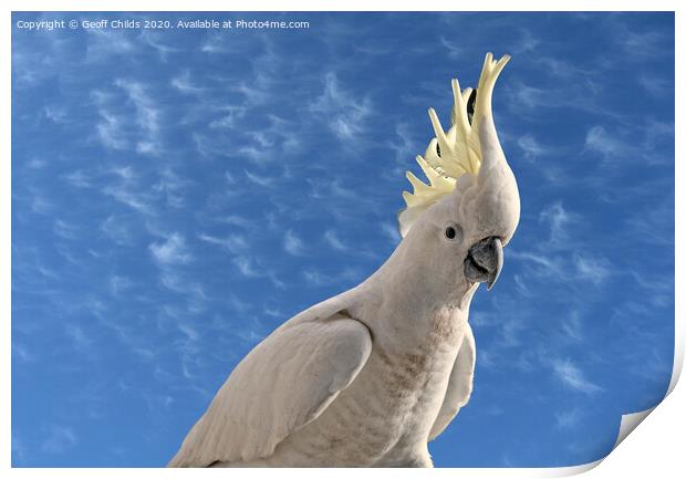 Australian Sulphur Crested Cockatoo close-up  Print by Geoff Childs