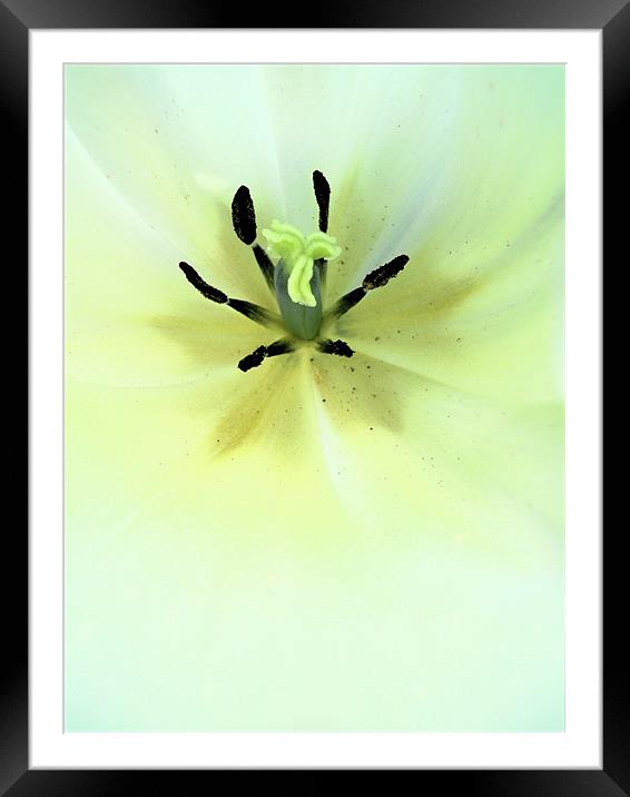 white tulip Framed Mounted Print by Heather Newton