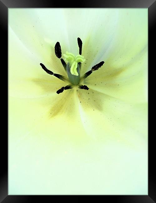 white tulip Framed Print by Heather Newton