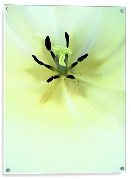 white tulip Acrylic by Heather Newton