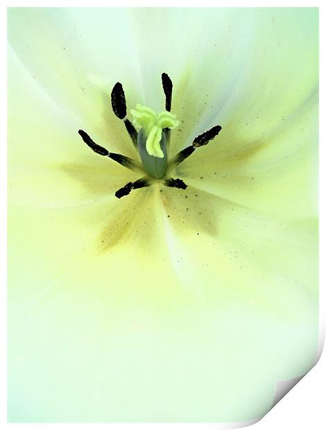 white tulip Print by Heather Newton