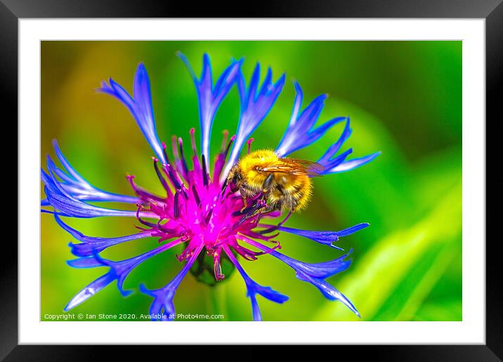 Greater Knapweed and friend  Framed Mounted Print by Ian Stone