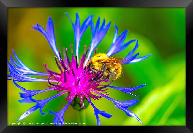 Greater Knapweed and friend  Framed Print by Ian Stone
