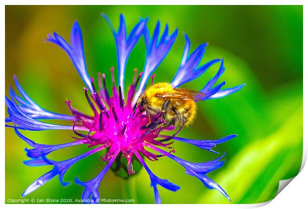 Greater Knapweed and friend  Print by Ian Stone