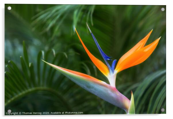 Bird of paradise Acrylic by Thomas Herzog