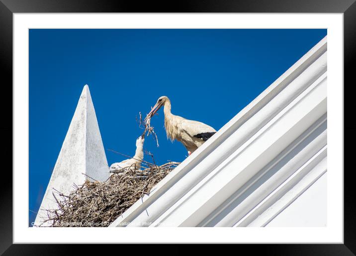 Stork building it's nest Framed Mounted Print by Sebastien Greber