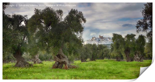 Ostuni regina degli ulivi Print by Salvatore Valente