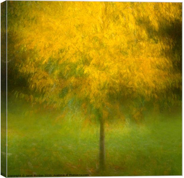 Autumn Glory 2 Canvas Print by Janet Burdon