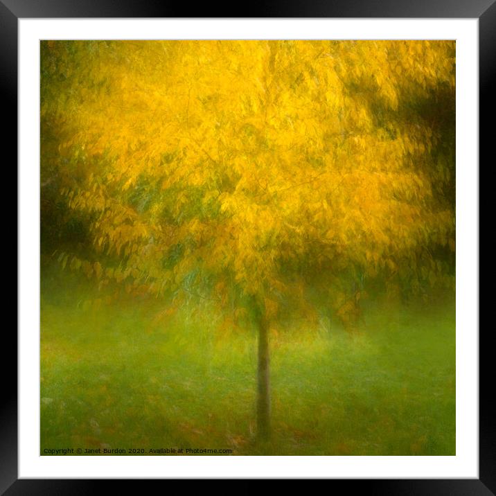 Autumn Glory 2 Framed Mounted Print by Janet Burdon