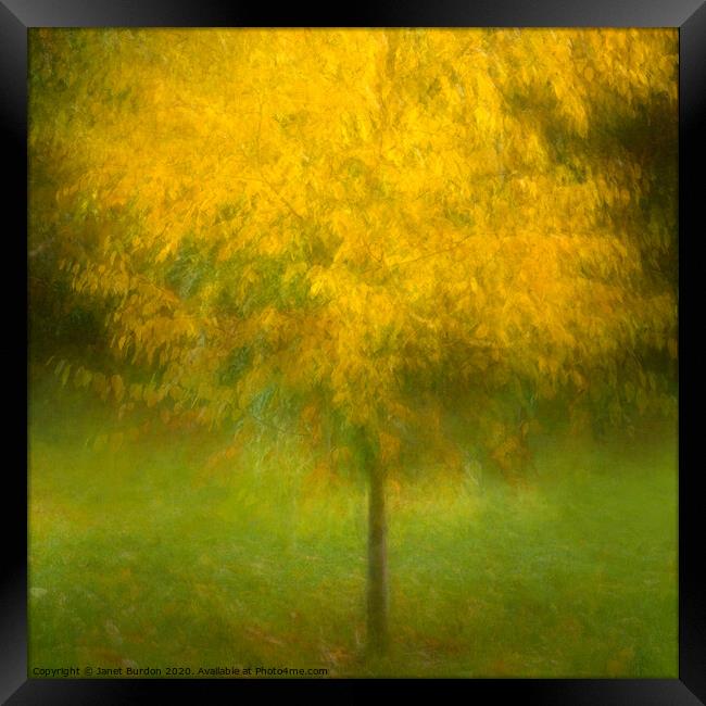 Autumn Glory 2 Framed Print by Janet Burdon