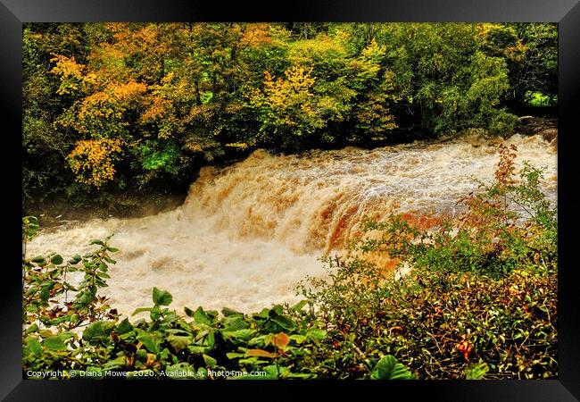 Aysgarth Middle Falls Wensleydale Yorkshire Framed Print by Diana Mower