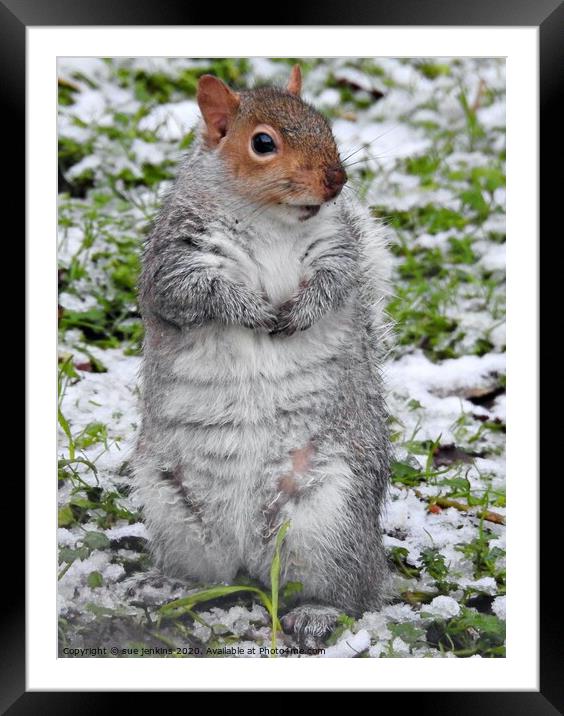 Squirrels snowy day Framed Mounted Print by sue jenkins