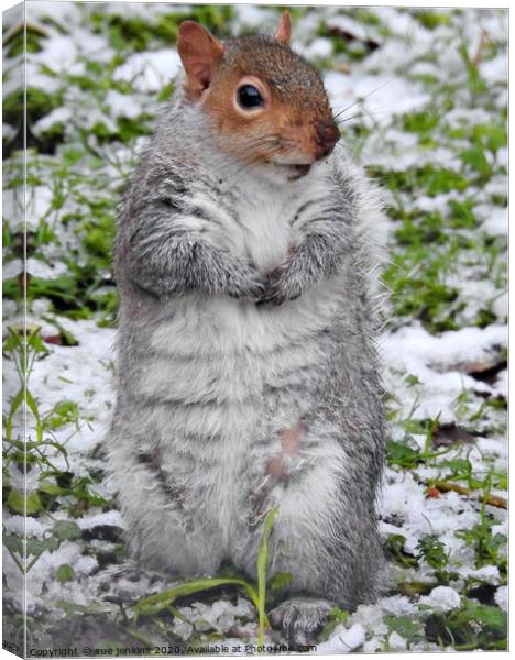 A squirrel standing on a snow covered field Canvas Print by sue jenkins