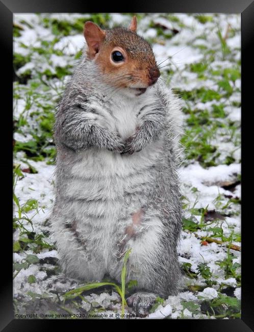 A squirrel standing on a snow covered field Framed Print by sue jenkins