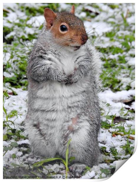 A squirrel standing on a snow covered field Print by sue jenkins