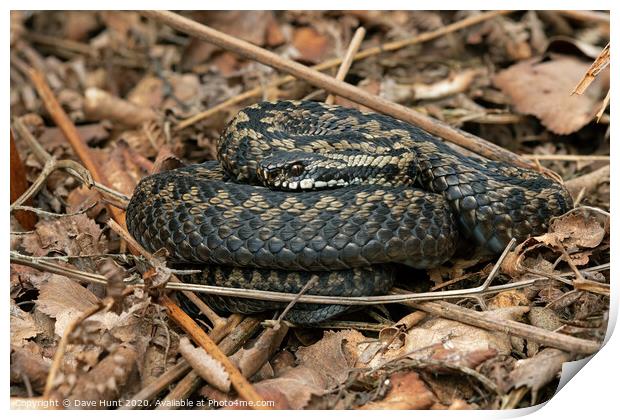 Adder, Vipera berus Print by Dave Hunt