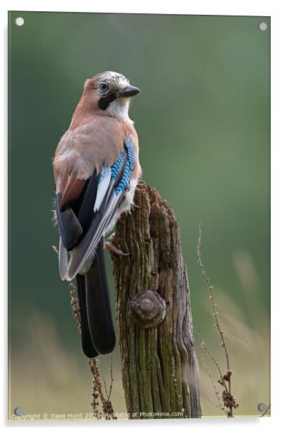 Jay, Garrulus glandarius Acrylic by Dave Hunt