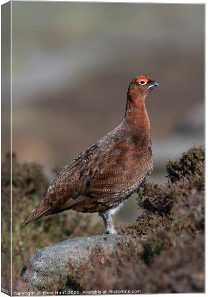 Red Grouse, Lagopus lagopus scotica Canvas Print by Dave Hunt
