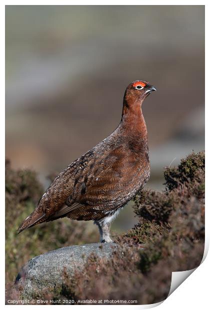 Red Grouse, Lagopus lagopus scotica Print by Dave Hunt