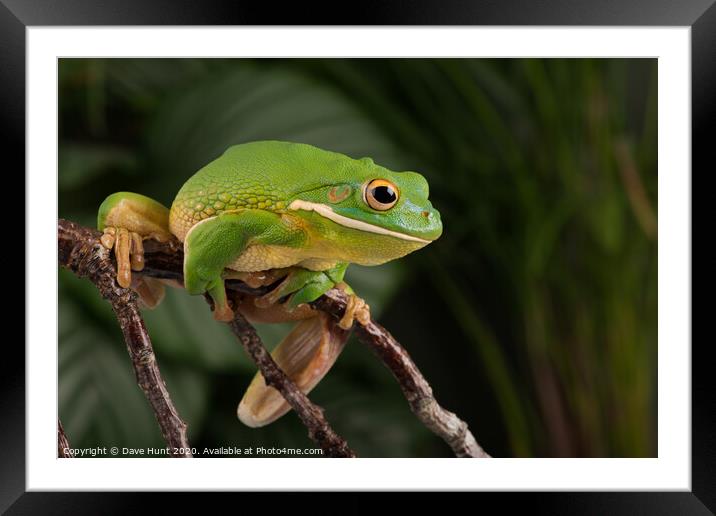 White Lipped Tree Frog, Litoria infrafrenata Framed Mounted Print by Dave Hunt