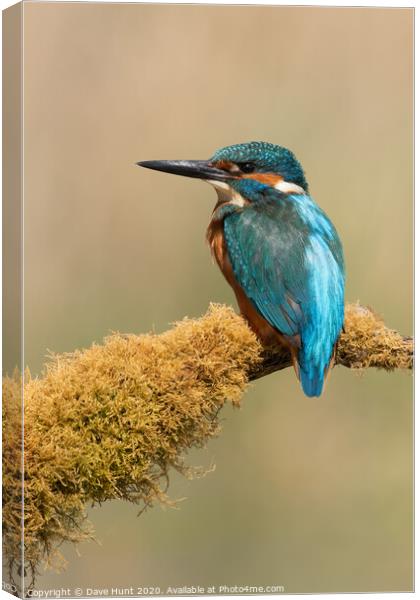 Kingfisher, Alcedo atthis Canvas Print by Dave Hunt