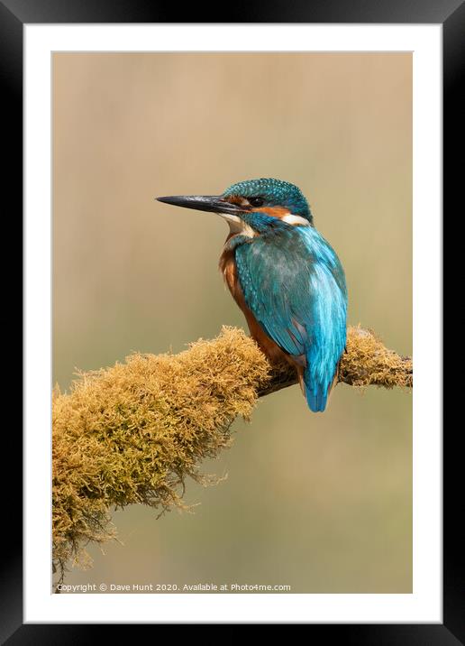 Kingfisher, Alcedo atthis Framed Mounted Print by Dave Hunt