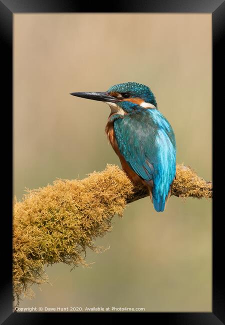 Kingfisher, Alcedo atthis Framed Print by Dave Hunt
