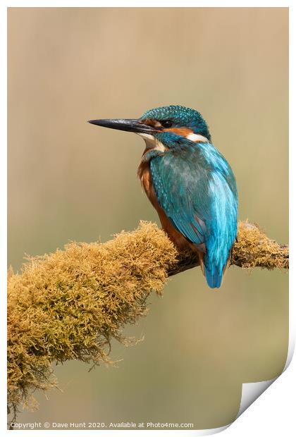 Kingfisher, Alcedo atthis Print by Dave Hunt