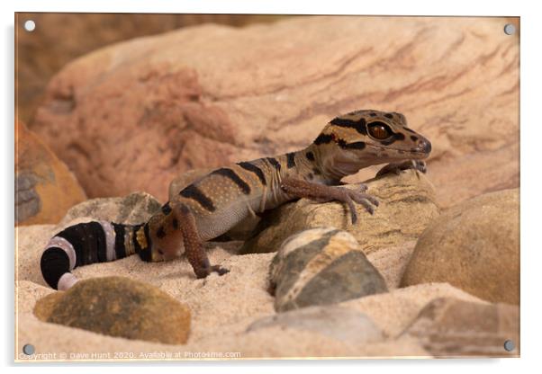 Chinese Tiger Gecko, Goniurosaurus araneus Acrylic by Dave Hunt