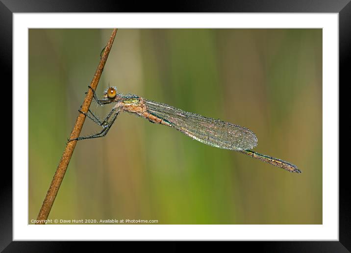 Emerald Damselfly, Lestes sponsa Framed Mounted Print by Dave Hunt