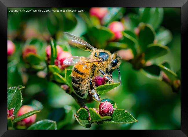 Honey Bee in Spring Framed Print by Geoff Smith