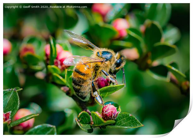 Honey Bee in Spring Print by Geoff Smith