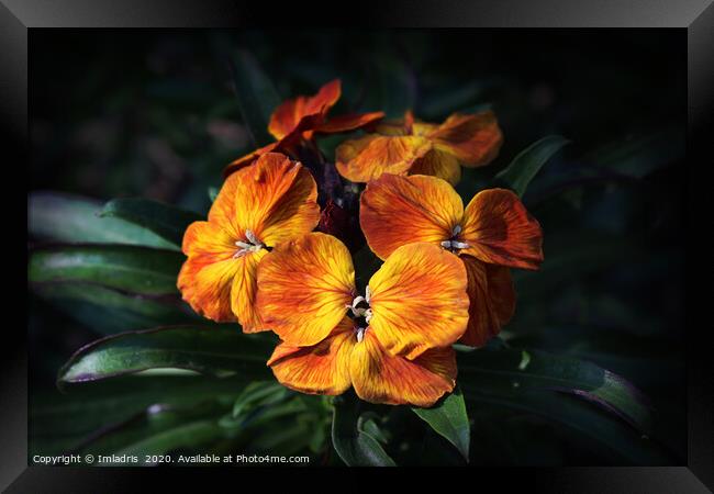 Bright Orange Wallflower Blooms Framed Print by Imladris 