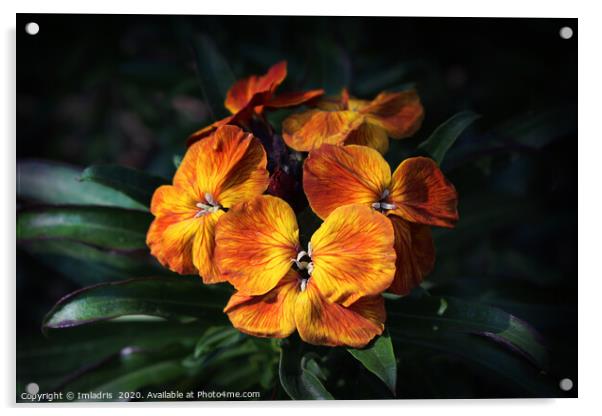 Bright Orange Wallflower Blooms Acrylic by Imladris 